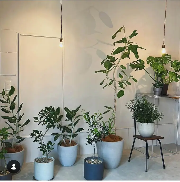 植物でいっぱいのエントランス